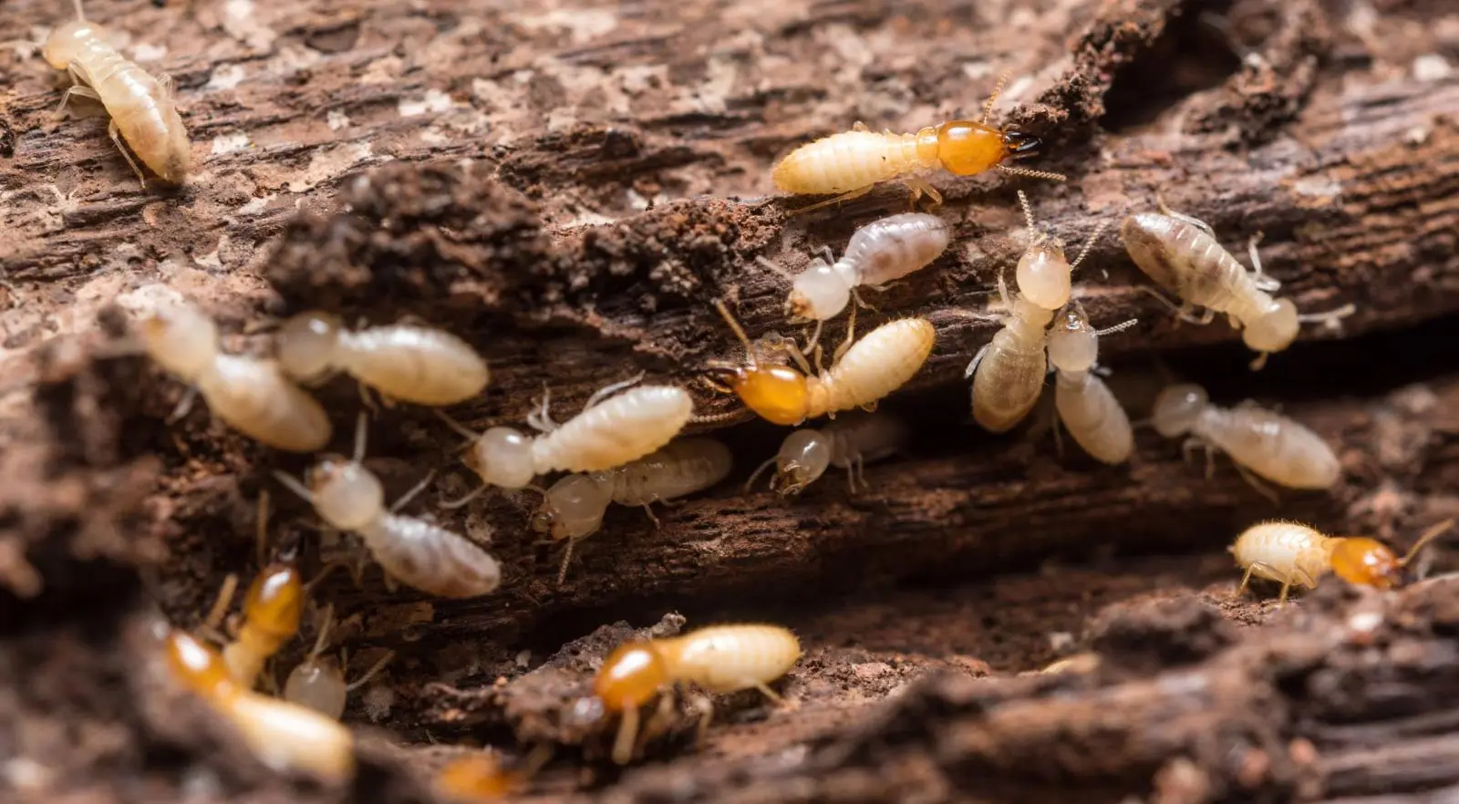 Jasa Anti Rayap Medan